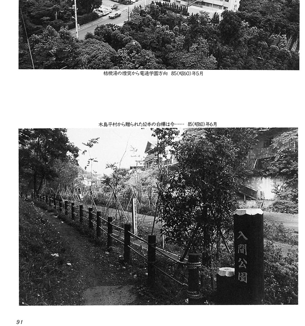 入間公園の白樺(1985年)