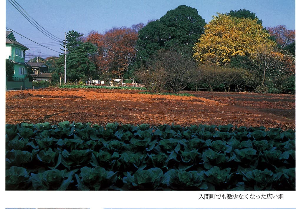 入間町の広い畑(2001年)